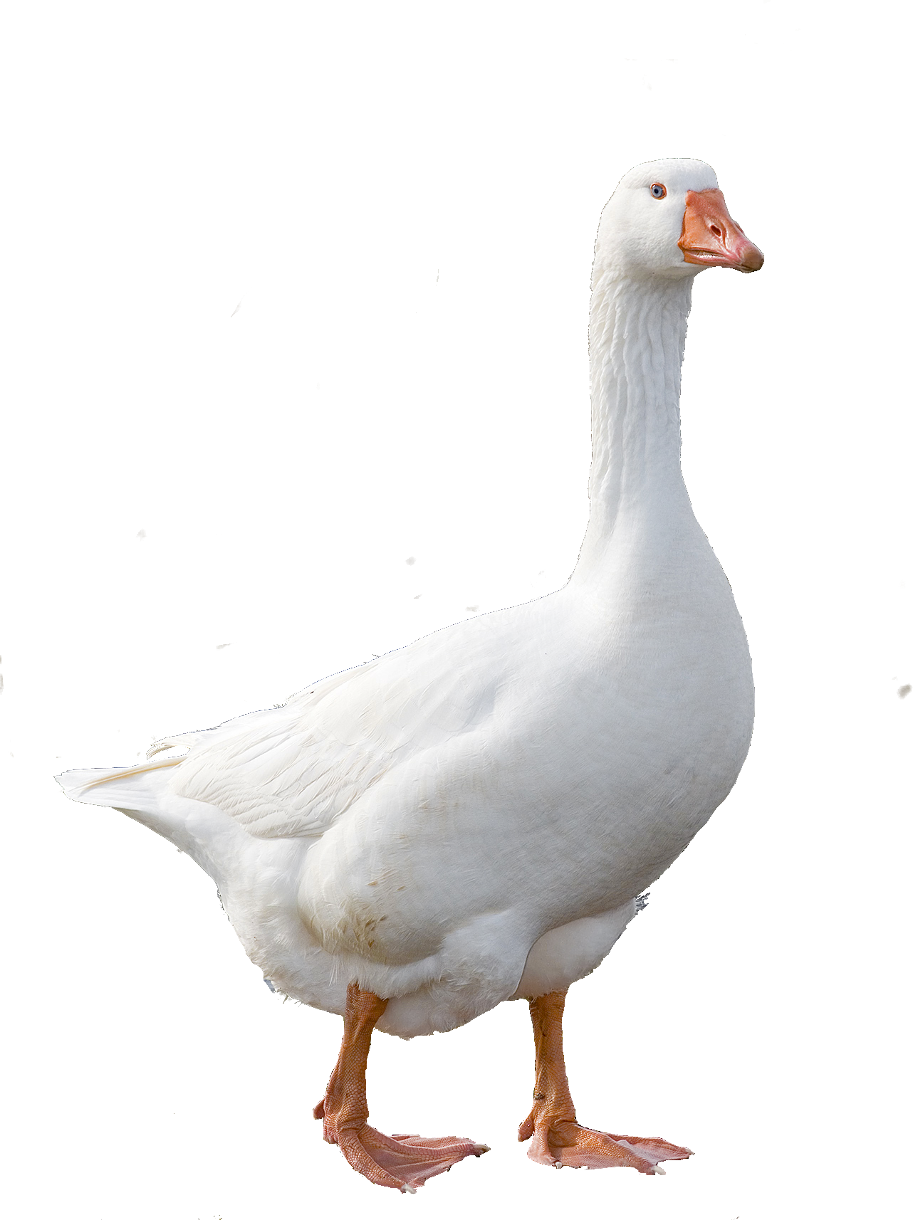 Goose